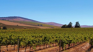 Argentina Vineyards for Sale