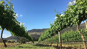 New Zealand Vineyards for Sale
